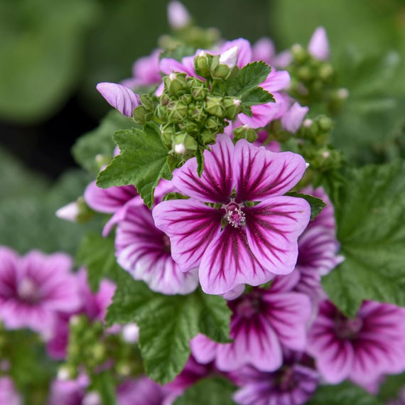 Zebrina Mallow Hollyhock (Alcea) - Best Seller Favorite Perennial Plant, summer blooms  *