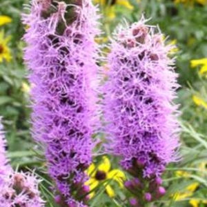 Blazing Star Liatris:  Perennial, Pollinator, Established root system ready to plant