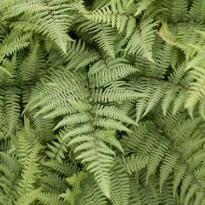 Ghost Fern Plant: Deciduous, Gallon Size Established Perennials, Bareroot for shipping