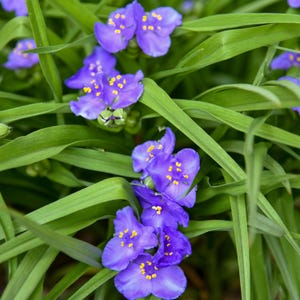 Amethyst Kiss Spiderwort Plant: Perennial Shade loving