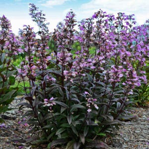Blackbeard Penstemon - Established Perennial, Healthy Root System, Grown as Nature Intended, Ready for Planting in Your Garden