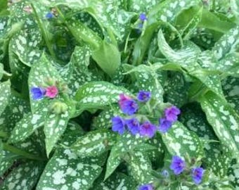 Trevi Fountain Blue Lungwort (Pulmonarda): Shade Loving Perennial in full bloom, ready to plant