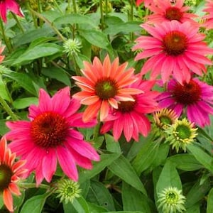 May include: Close-up of vibrant pink and orange coneflowers in full bloom, with dark brown centers and green foliage. The flowers have multiple layers of petals and are surrounded by green leaves and buds.