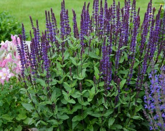 Caradonna Salvia:  Low maintenance, Outstanding Perennial, Polinator, low maintenance