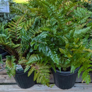 Japanese Tassel Fern: Evergreen Perennial, Pollinator, Established root system