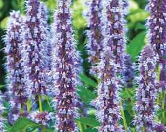 Blue Fortune Agastache Hummingbird Mint:  Fragrant Perennial,  Pollinator , AKA Hummingbird Mint