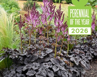 Dark Side of the Moon Astilbe - New Variety Proven Winner,  Black foliage, purple flowers, Hardy Starter Perennial