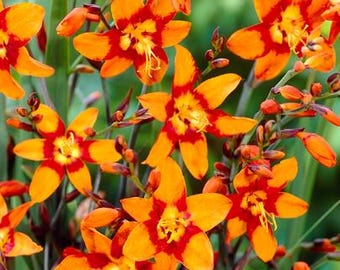 Carmine Crocosmia: Lasting colors perennial, attractive foliage  +