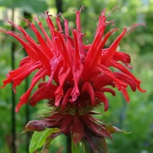 May include: Close-up of a vibrant red bee balm flower in full bloom. The flower has spiky, thin petals radiating outwards from a central point. Green foliage and a blurred background of other plants are visible.