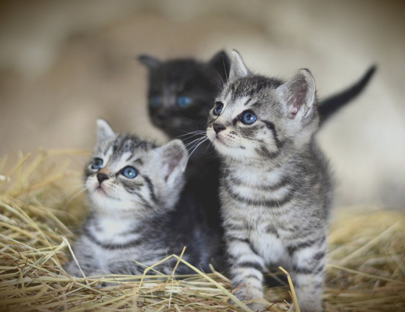 2024 Kitten Wall Calendars US & CA Cute Cat Feline Kitty Cat Etsy