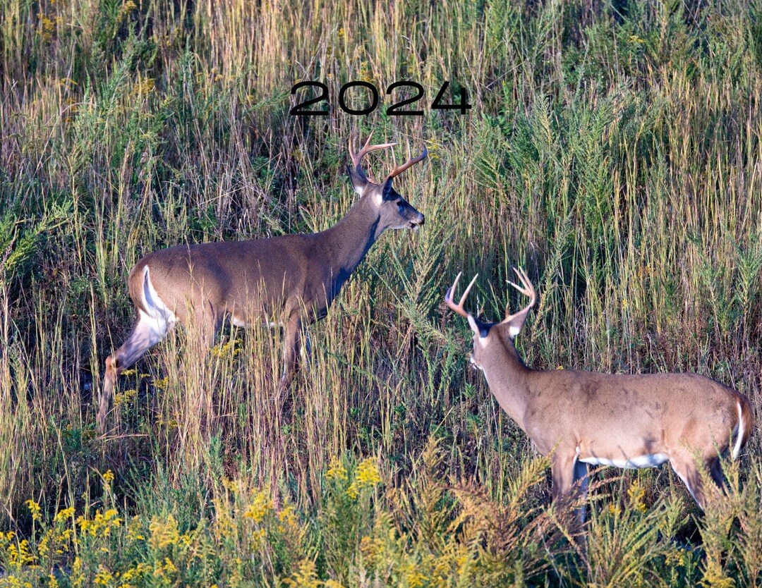 2024 Whitetail Bucks Wall Calendars US & CA Deer Wild Animal Nature Big