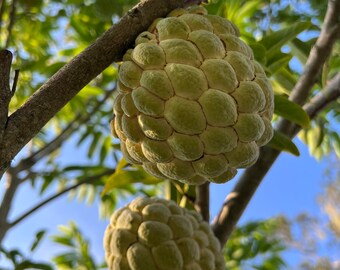 Sweetsop Sugar Apple plant