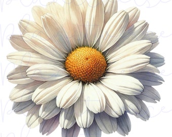 Daisy, Daisy PNG, Daisy Gifts, Floral Png, Flower Png, Daisy Sublimation, Floral Sublimation, DTF Png, Daisy Clipart, DTF Png,Spring Flowers