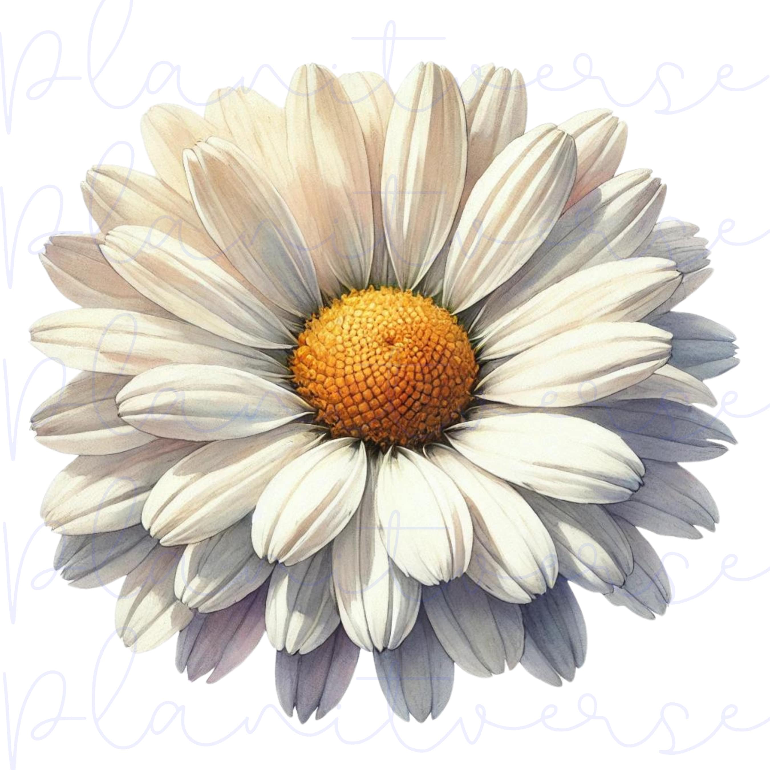 Daisy, Daisy PNG, Daisy Gifts, Floral Png, Flower Png, Daisy