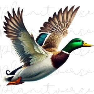 May include: A mallard duck in flight with its wings spread wide. The duck has a green head, brown and white feathers, and a blue patch on its wing.