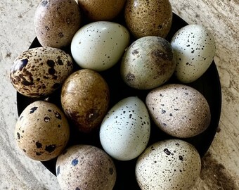 25+ Rainbow Quail eggs for baking and hatching