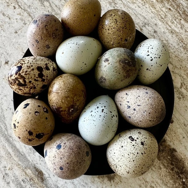 25+ Rainbow Quail eggs for baking and hatching