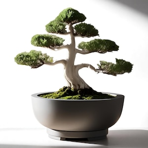 Könnte beinhalten: Ein Bonsai-Baum mit grünen Blättern und einem hellen Stamm in einem grauen, abgerundeten Topf. Der Topf steht auf einer passenden Untertasse. Die Äste des Baumes erstrecken sich nach außen, und der Topf ist mit grünem Moos gefüllt.