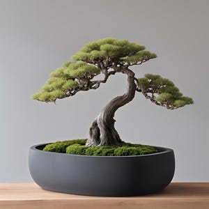 Peut inclure: Un bonsaï avec un tronc brun épais, texturé et noueux, doté d'un feuillage vert vif en forme d'aiguilles. L'arbre est planté dans un pot ovale en céramique gris foncé, mat et lisse, avec une couche de mousse vert vif sur le sol.