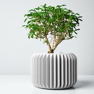 Op de afbeelding: Een kleine bonsai boom met heldergroene bladeren en een bruine stam is geplant in een witte, geribbelde, cilindrische plantenbak. De plantenbak heeft een modern design en staat op een wit oppervlak.