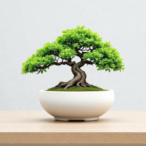Könnte beinhalten: Ein kleiner Bonsai-Baum in einem weißen Keramiktopf. Der Baum hat einen dicken, strukturierten braunen Stamm und leuchtend grüne Blätter. Der Topf steht auf einer hellen Holzoberfläche, vor einem schlichten weißen Hintergrund.
