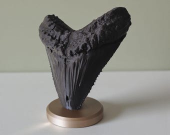 Realistic Megalodon Tooth Replica