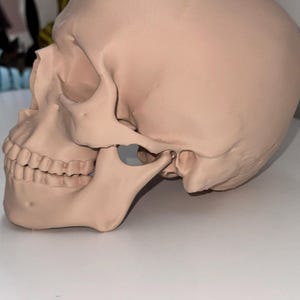 LEBENSGRÖSSE 3D Gedruckter Schädel | Anatomisches Modell | Realistischer Schädel Dekor