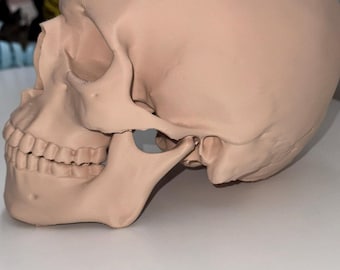 LEVENSGROOTTE 3D-geprinte schedel | Anatomisch model | Realistisch decor menselijke schedel