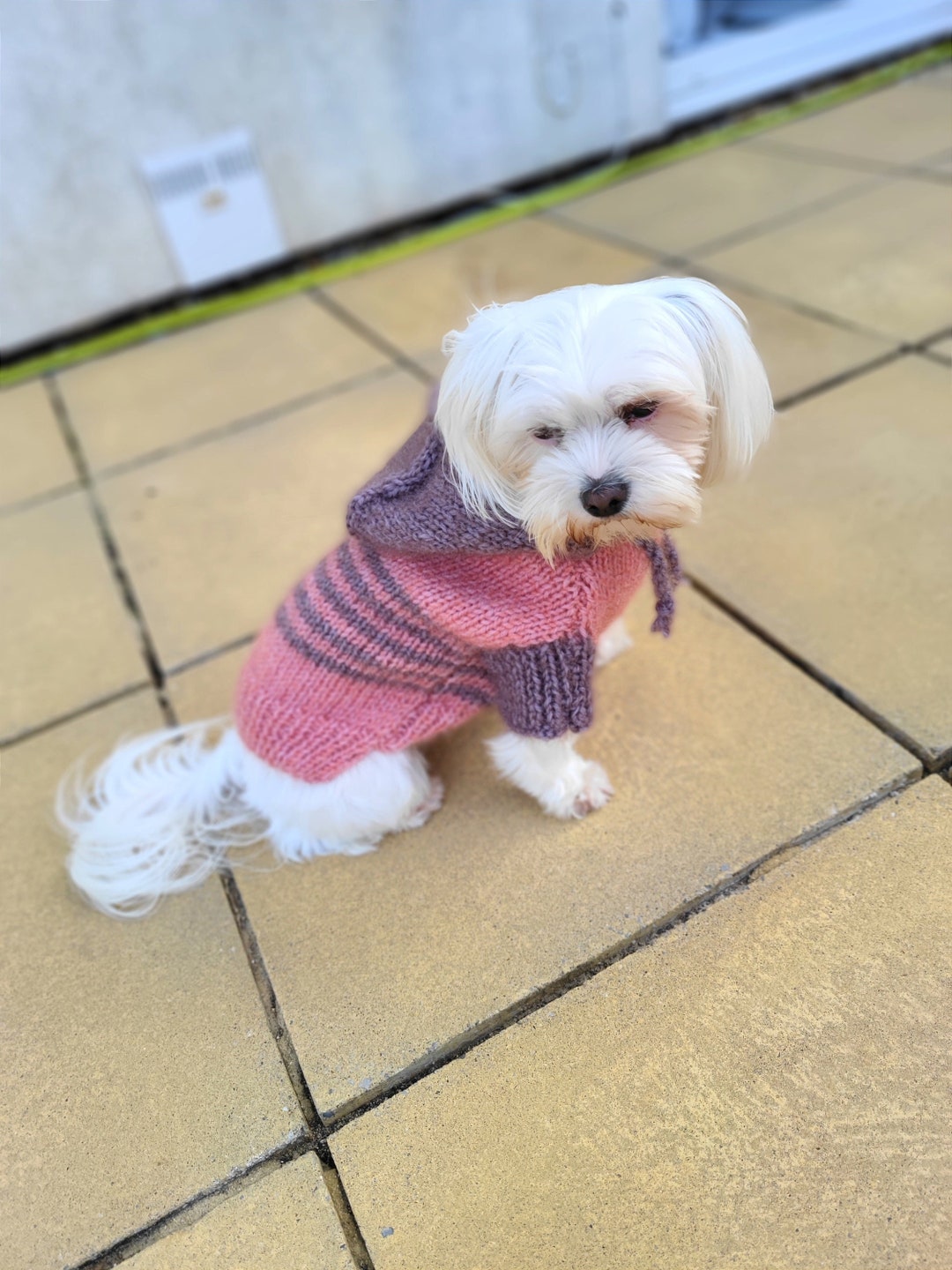 Dog Sweater With Hoodie and Sleeves female Pattern Etsy