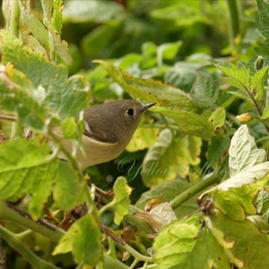 May include: A small, brown bird with a white throat is perched on a green leafy plant. The bird is partially hidden by the leaves.