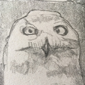 Snowy Owl Caricature Pencil Sketch