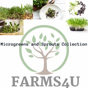 Pode incluir: Uma coleção de microgreens e brotos, incluindo repolho roxo, girassol e brotos de ervilha. A imagem também inclui um logotipo para Farms4U.