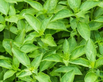 Basil-  Herb Seeds