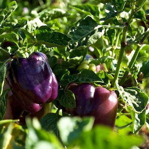 Sweet/ Bell Pepper Seeds- Purple Beauty