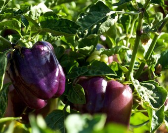 Sweet/ Bell Pepper Seeds- Purple Beauty