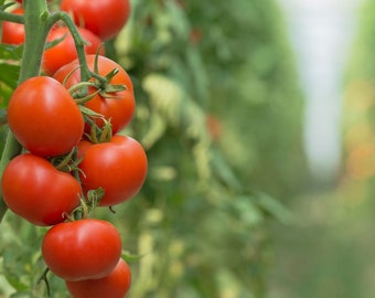 Tomato Seeds- Cherry Tomatoes Super Sweet