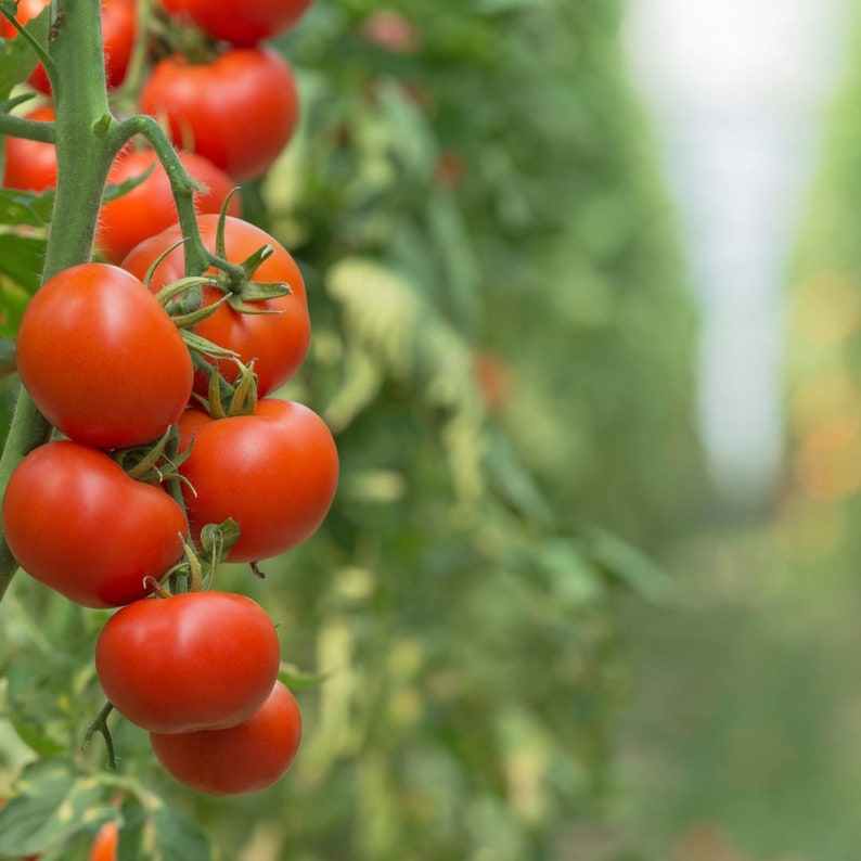 Tomato Seeds Cherry Tomatoes Super Sweet image 1