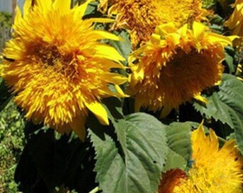 SunFlower Seeds-Dwarf Sungold (Heliocentrus annuus)