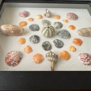 SWFL Shells Shadow Box - Etsy