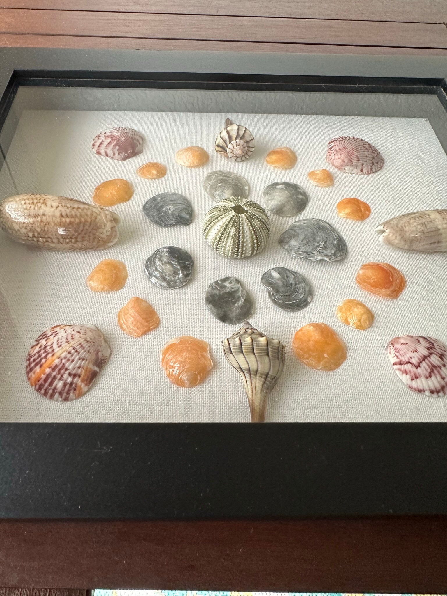 SWFL Shells Shadow Box - Etsy