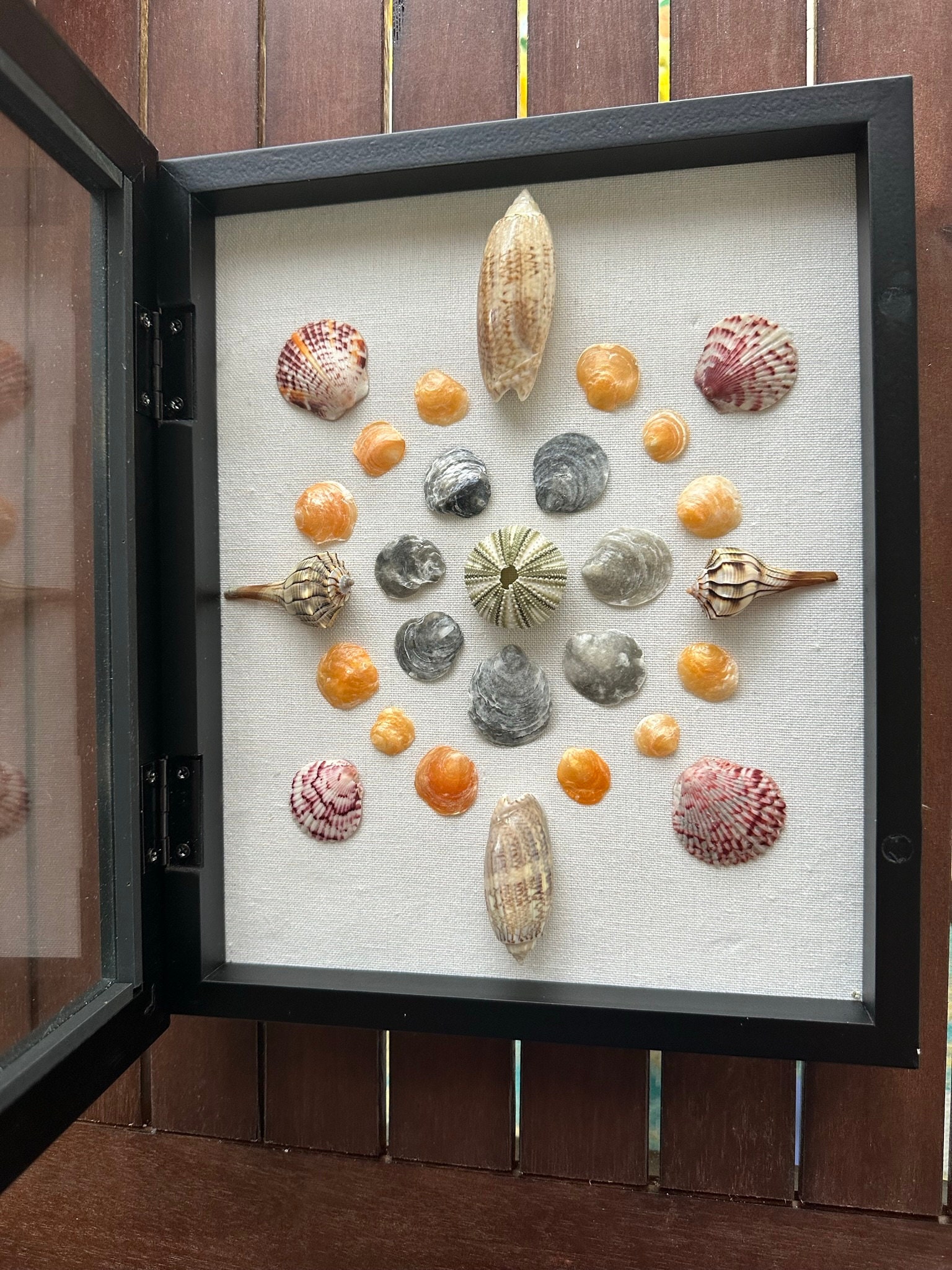 SWFL Shells Shadow Box - Etsy