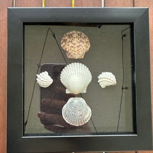 Scallop Shell Shadow Box