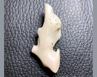 White Coral Stick, Natural Gemstone Polish Rough Coral | White Coral Branch | 44X17X12 MM Approx | Wholesale Price