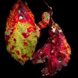 May include: A macro shot of two autumnal leaves against a black backdrop. One leaf is green with red and yellow patches, the other is a deep red with yellow highlights. Both leaves show signs of wear and tear with visible holes.