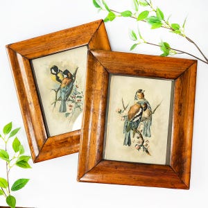 May include: Two rectangular wooden frames with a warm brown finish, each containing a vintage-style illustration of birds perched on branches. The left frame displays two birds, while the right frame features two birds among small pink flowers.