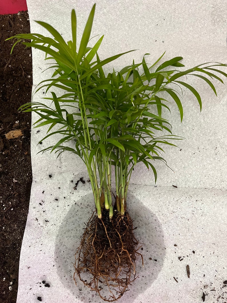 Tabletop Tropical Plantparlor Palm Tree, Bella Palm Etsy