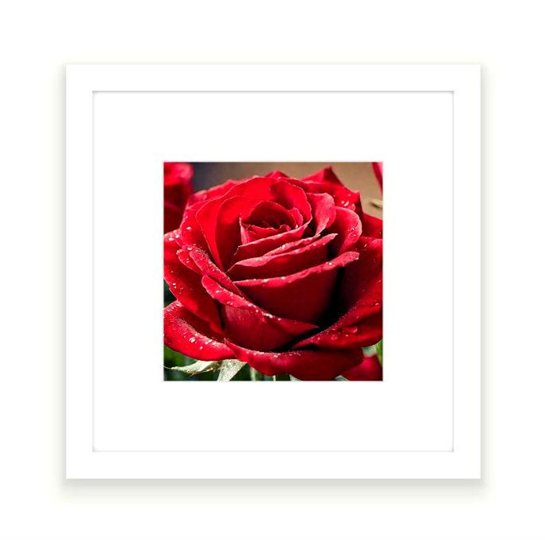 Red Roz Print Printable Photo Art ~ Red Rose Crimson Elegance ~ Digital Download - Etsy