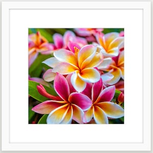 Könnte beinhalten: Nahaufnahme von rosa und weißen tropischen Blüten mit gelben Zentren. Die Blüten sind in voller Blüte und haben ein weiches, zartes Aussehen.