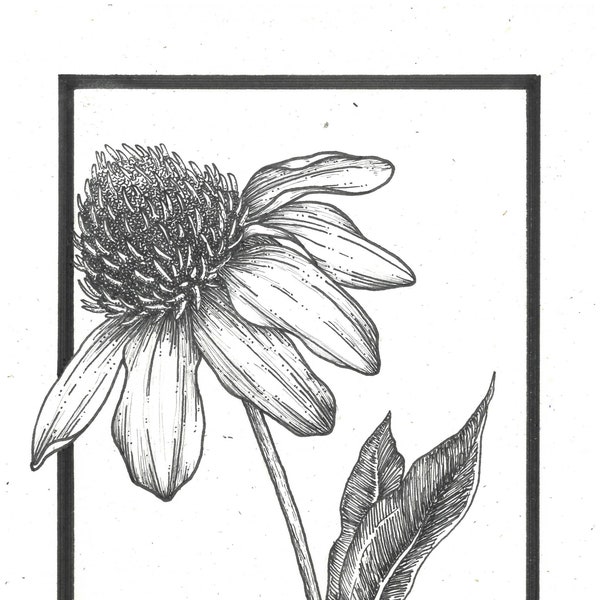 Coneflower Print Modern Black and White Drawing Flower Wall Art Decor