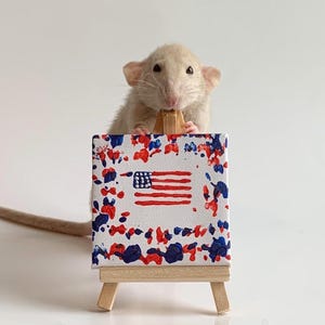 American Flag Rat Painting Fourth of July 4th of July Rat Pet Painting Rats That Can Paint Rat Painting Rat Paw Art Domestic Rat Painting